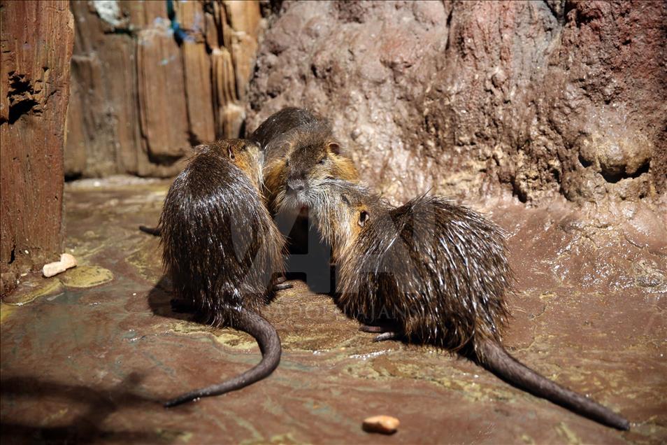 Un Aquarium à Istanbul renferme 20 mille animaux marins
