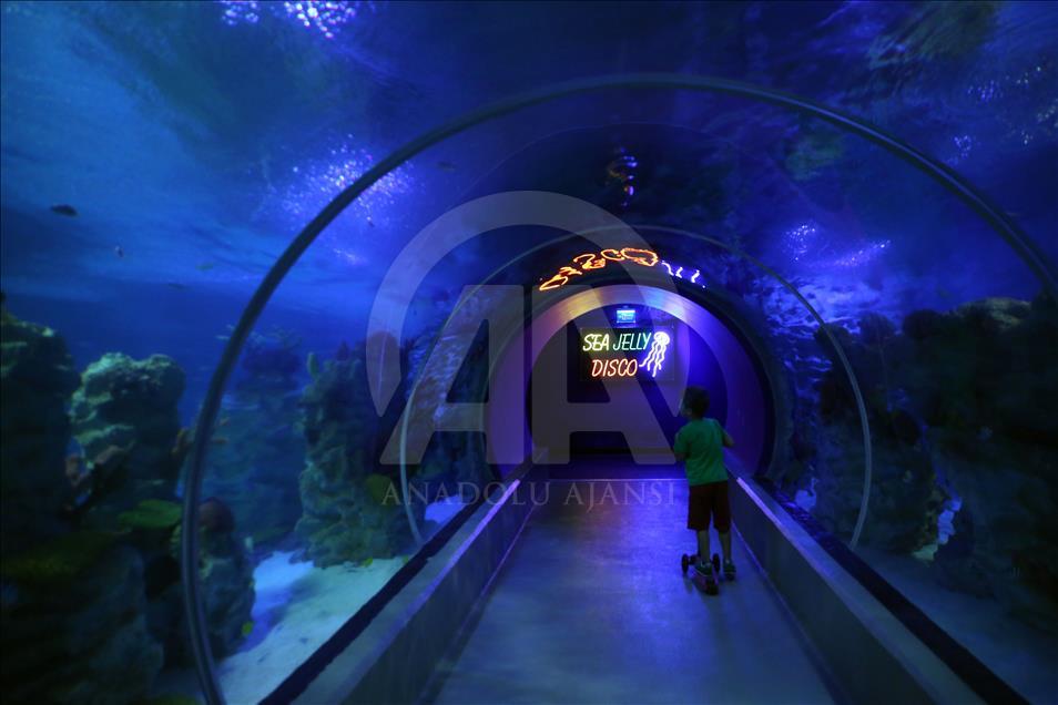 Un Aquarium à Istanbul renferme 20 mille animaux marins