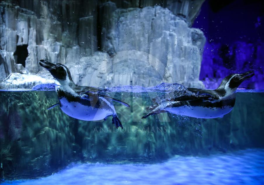 Un Aquarium à Istanbul renferme 20 mille animaux marins