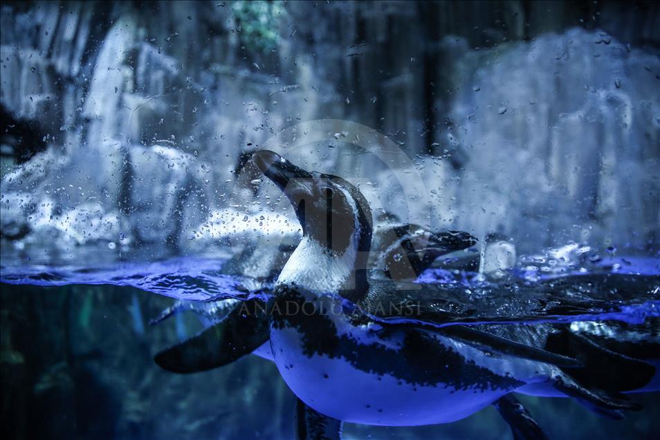 Un Aquarium à Istanbul renferme 20 mille animaux marins