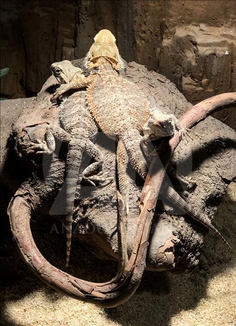 Un Aquarium à Istanbul renferme 20 mille animaux marins