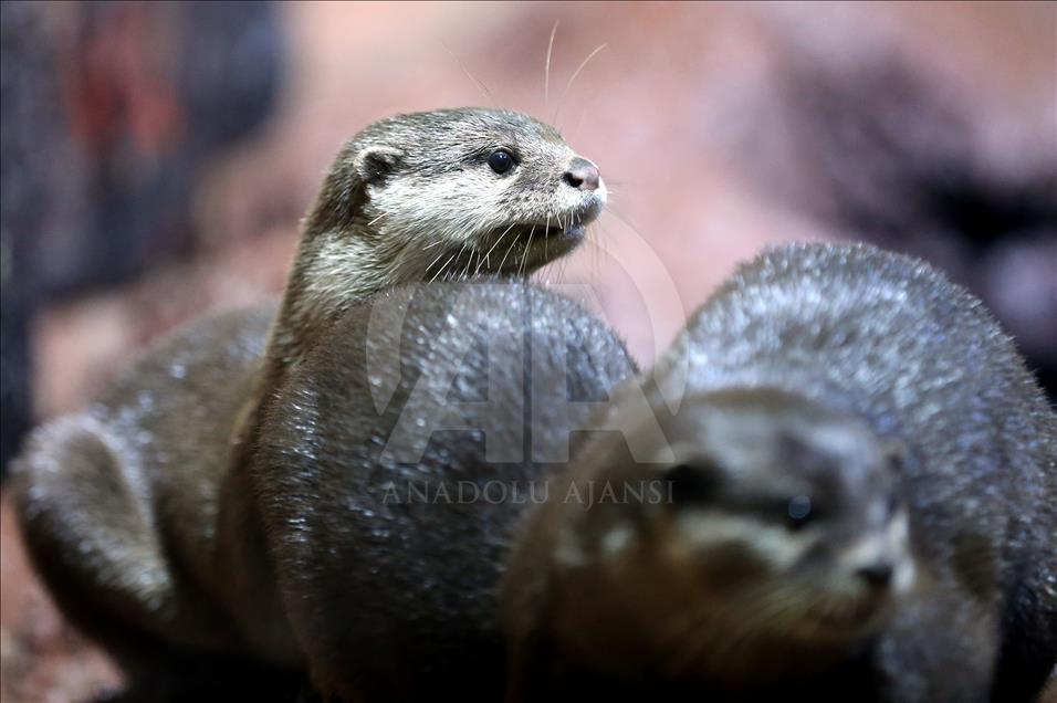 Un Aquarium à Istanbul renferme 20 mille animaux marins