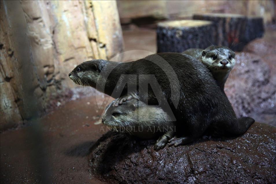 Un Aquarium à Istanbul renferme 20 mille animaux marins