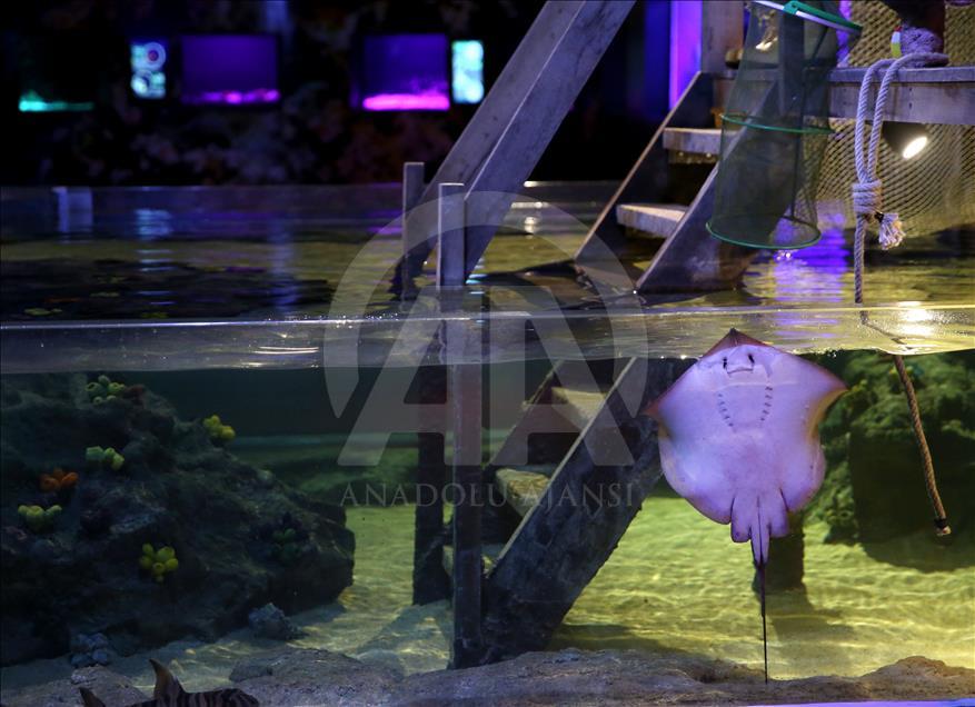 Un Aquarium à Istanbul renferme 20 mille animaux marins