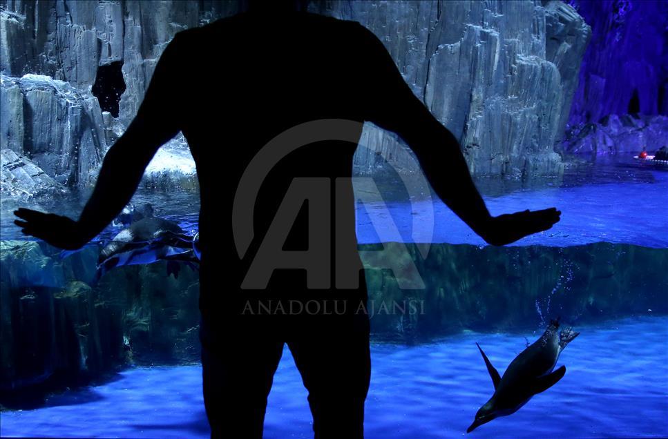 Un Aquarium à Istanbul renferme 20 mille animaux marins