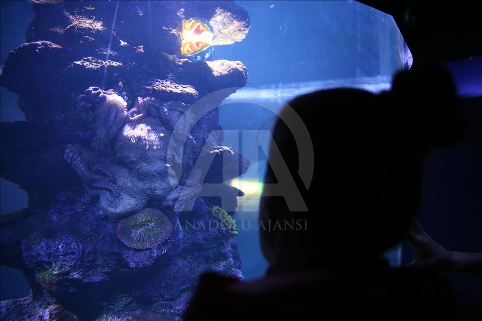 Un Aquarium à Istanbul renferme 20 mille animaux marins
