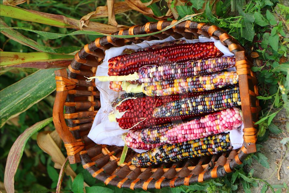 ABD'den getirdiği tohumlarla rengarenk mısır üretti