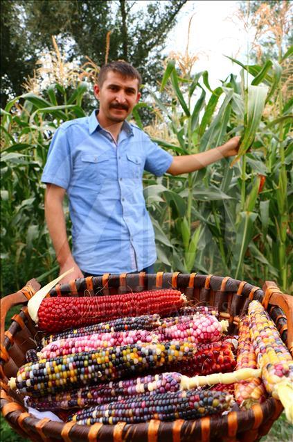 ABD'den getirdiği tohumlarla rengarenk mısır üretti