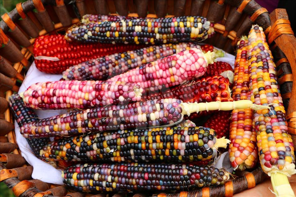 ABD'den getirdiği tohumlarla rengarenk mısır üretti