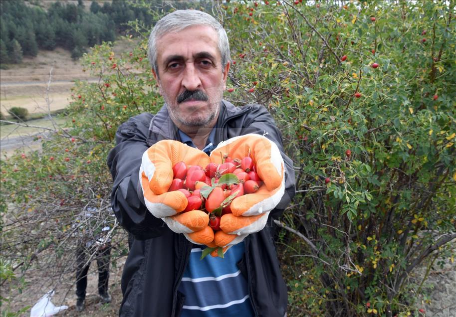 
Li 2 hezar û 500 mêtre bilindahiyê "berhevkirina şîlanan"

