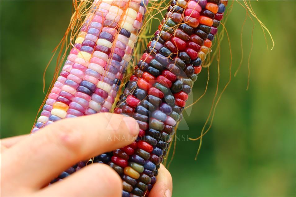 Turkish farmer produces colourful corns