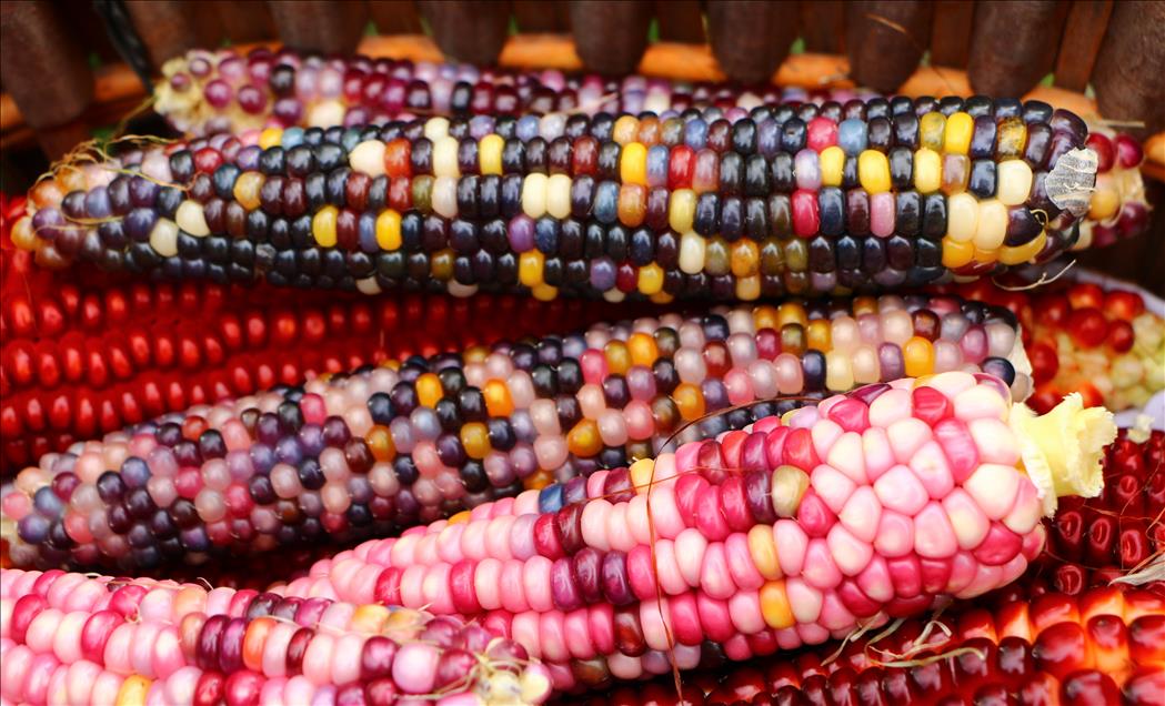 Turkish farmer produces colourful corns
