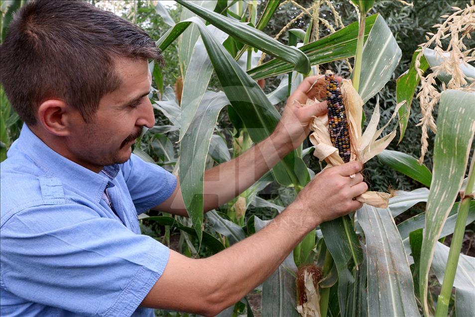 Turkish farmer produces colourful corns