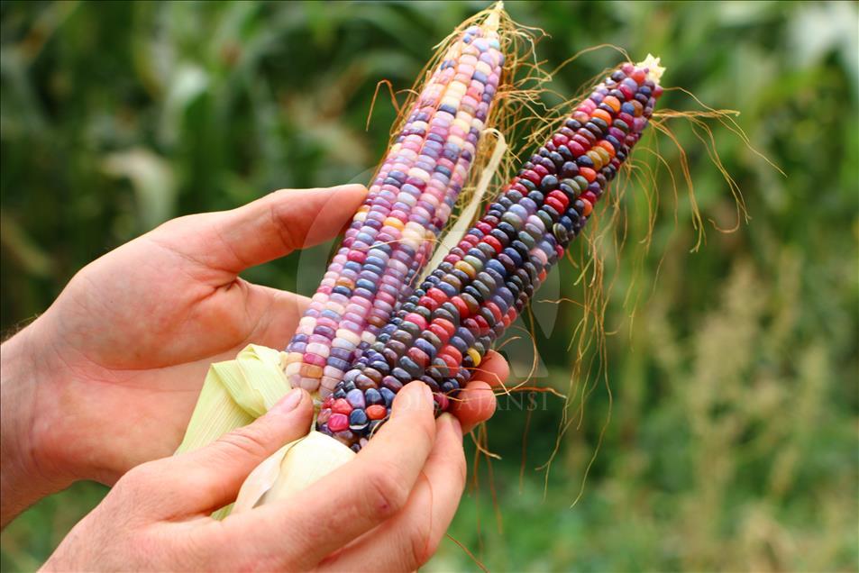 Turkish farmer produces colourful corns