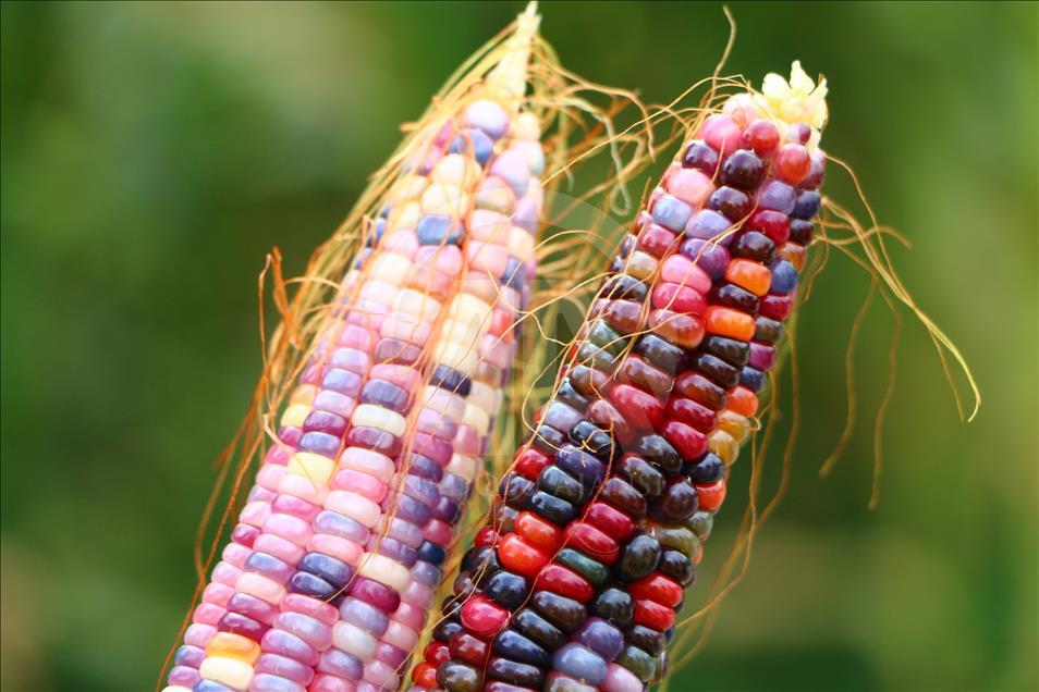 Turkish farmer produces colourful corns