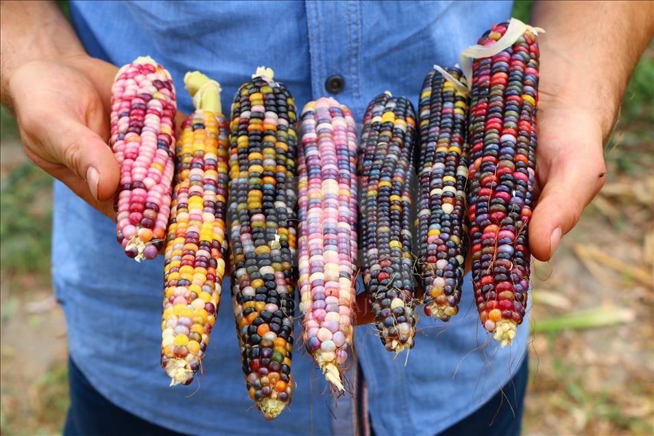 Turkish farmer produces colourful corns