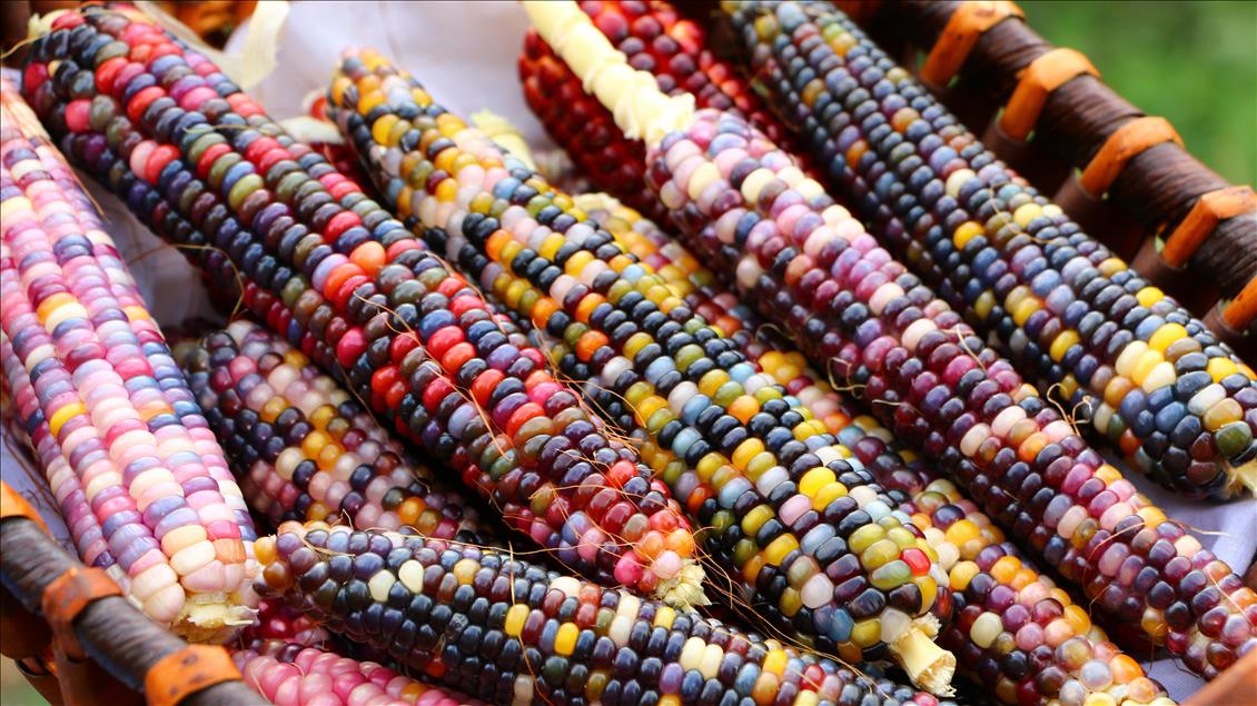 Turkish farmer produces colourful corns
