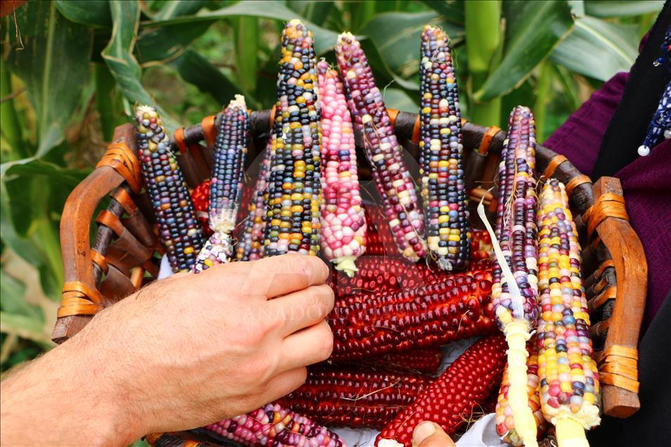 Turkish farmer produces colourful corns