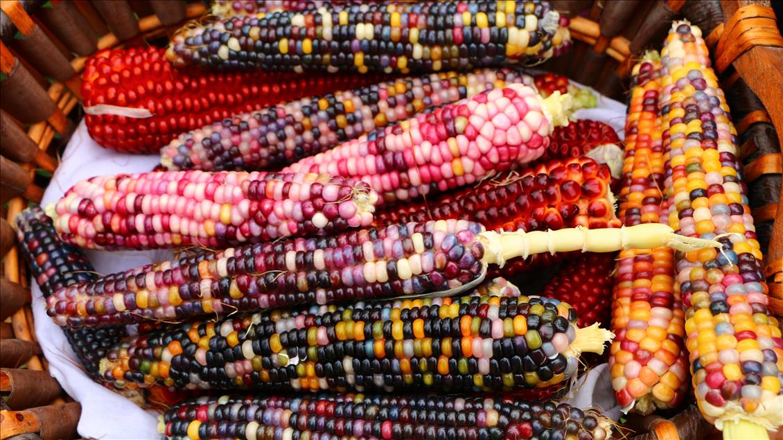 Turkish farmer produces colourful corns