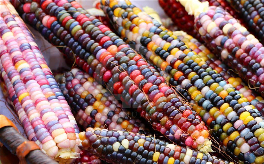 Turkish Farmer Produces Colourful Corns - Anadolu Ajansı