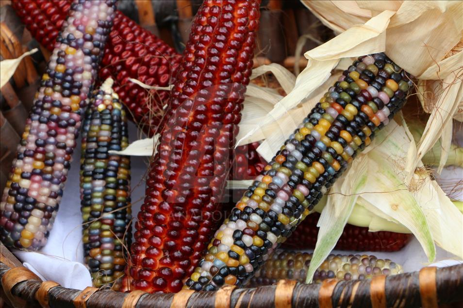 Turkish farmer produces colourful corns