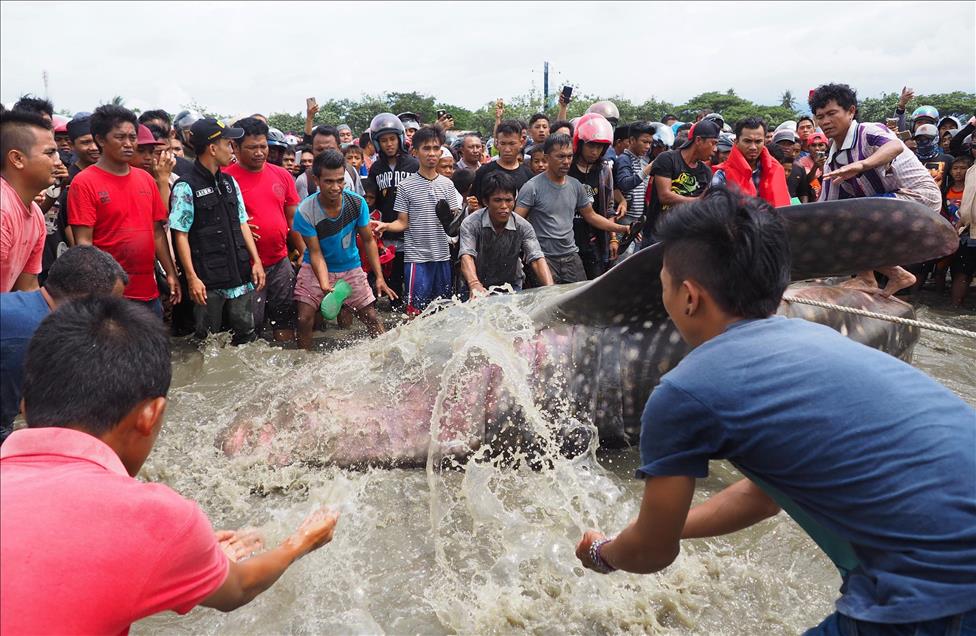 Hiu paus terdampar di Pantai Talise