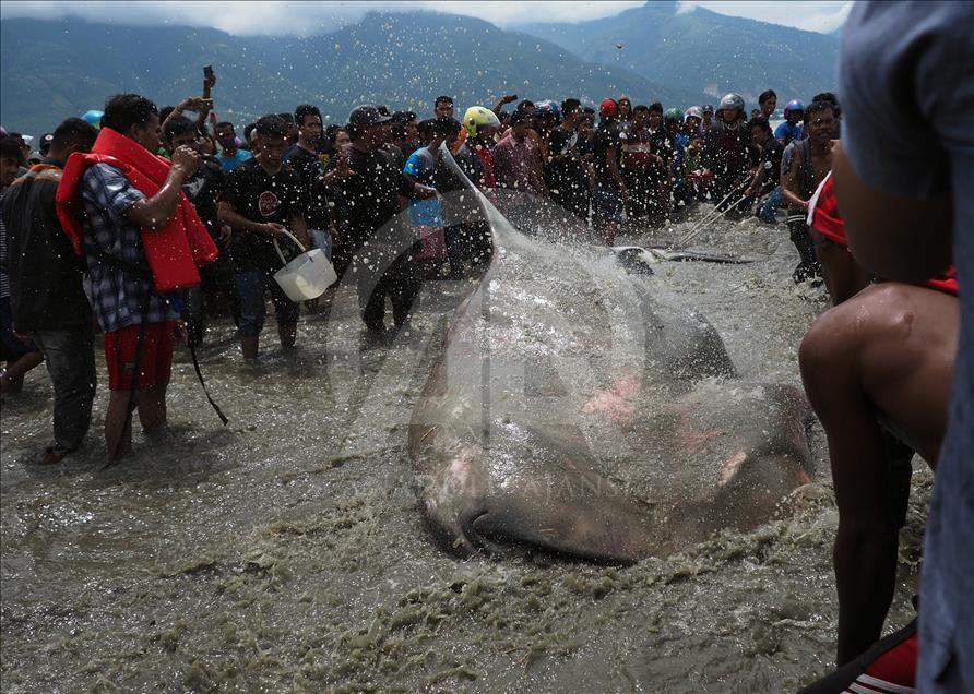 Hiu paus terdampar di Pantai Talise