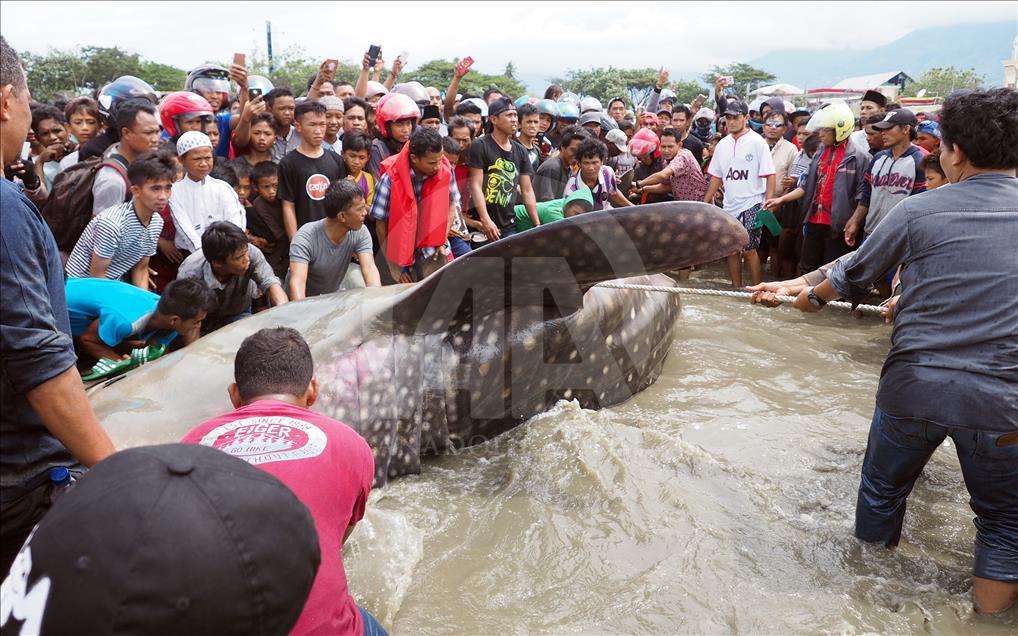 Hiu paus terdampar di Pantai Talise