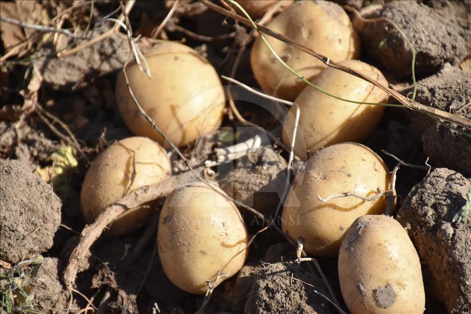 Şuhut'un "agria" cinsi patatesinde hasat zamanı