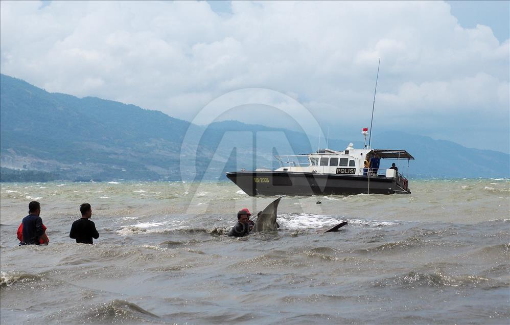 Hiu paus terdampar di Pantai Talise