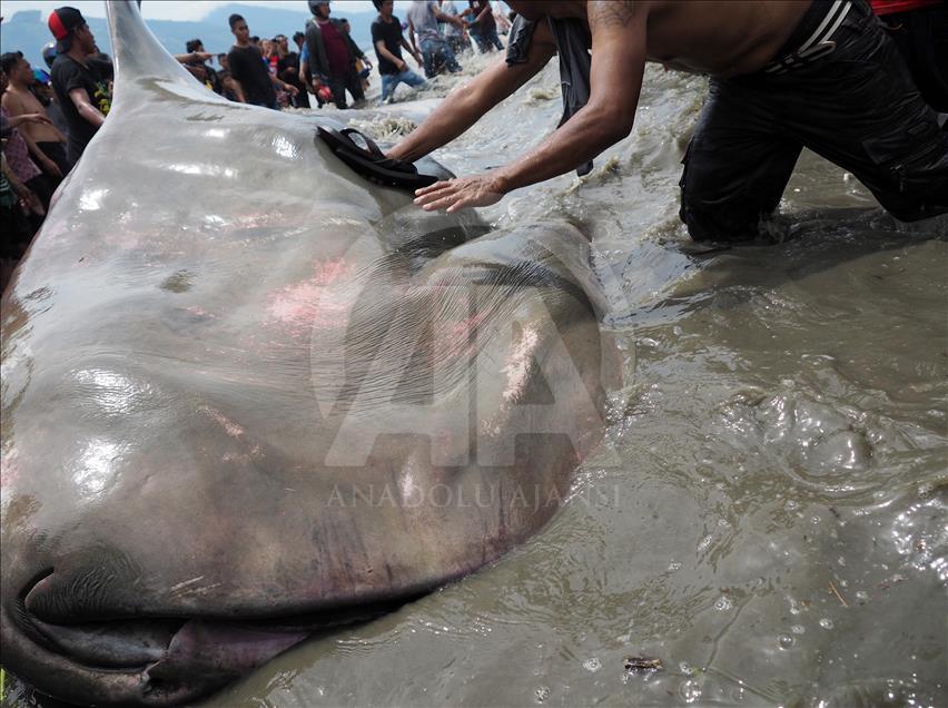 Hiu paus terdampar di Pantai Talise