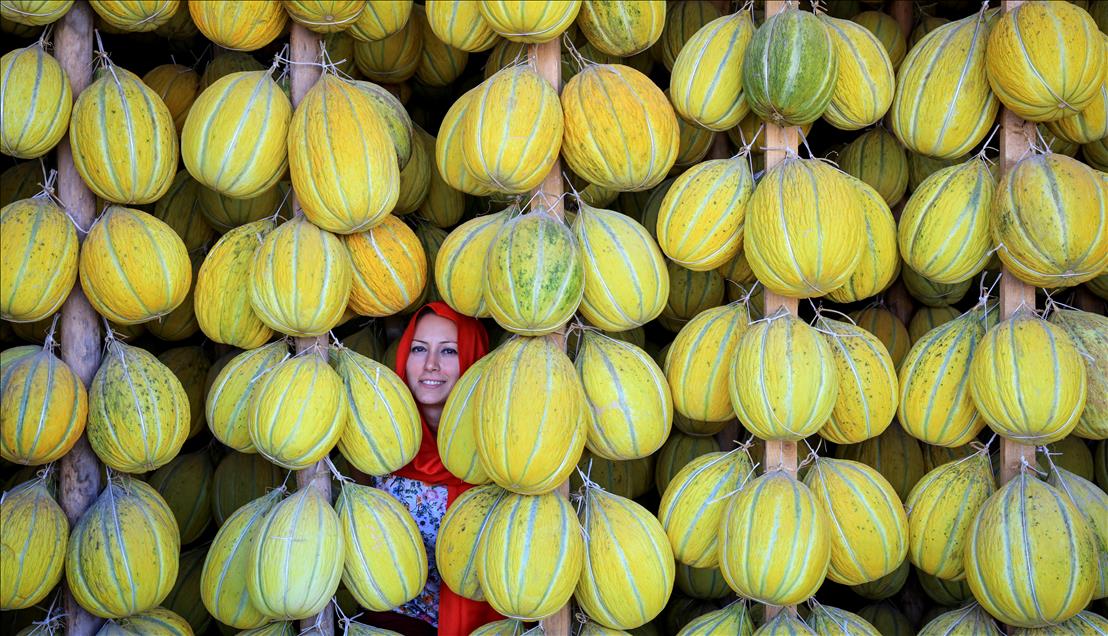 Kirkagac melons' process in Manisa province