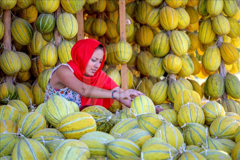 Kirkagac melons' process in Manisa province