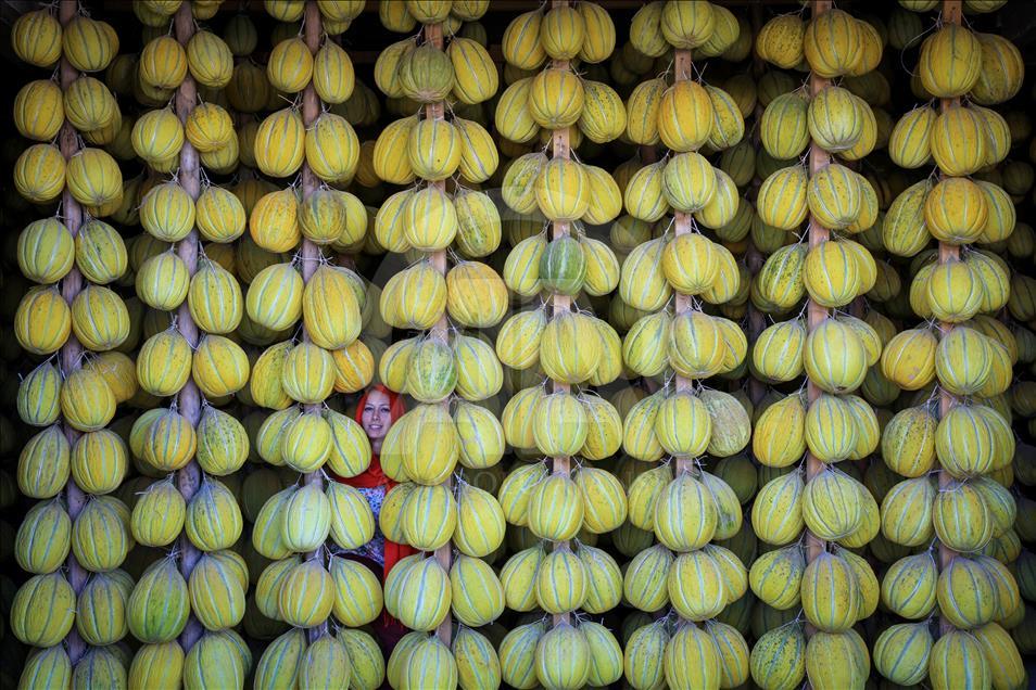 Kirkagac melons' process in Manisa province