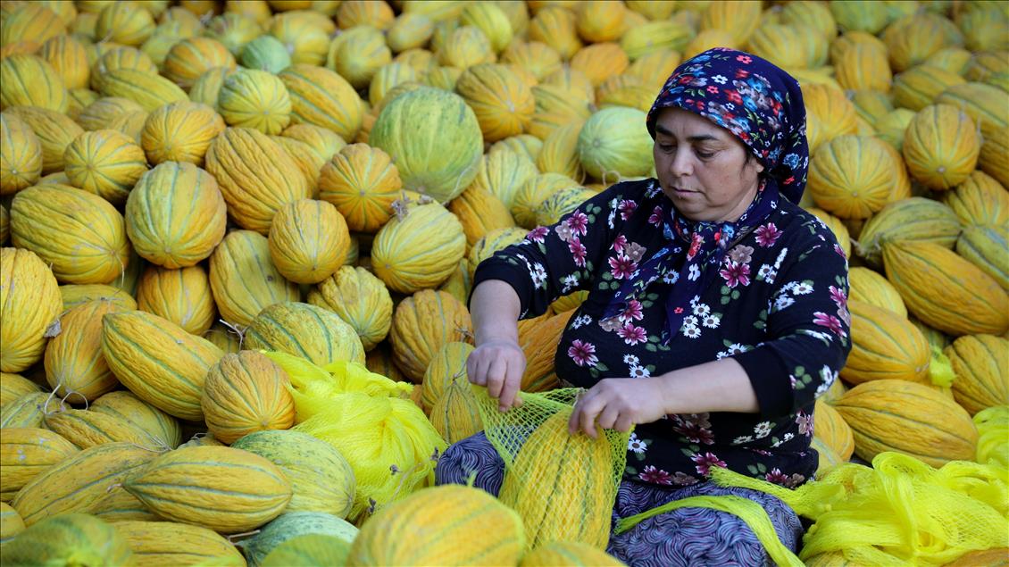 Kirkagac melons' process in Manisa province