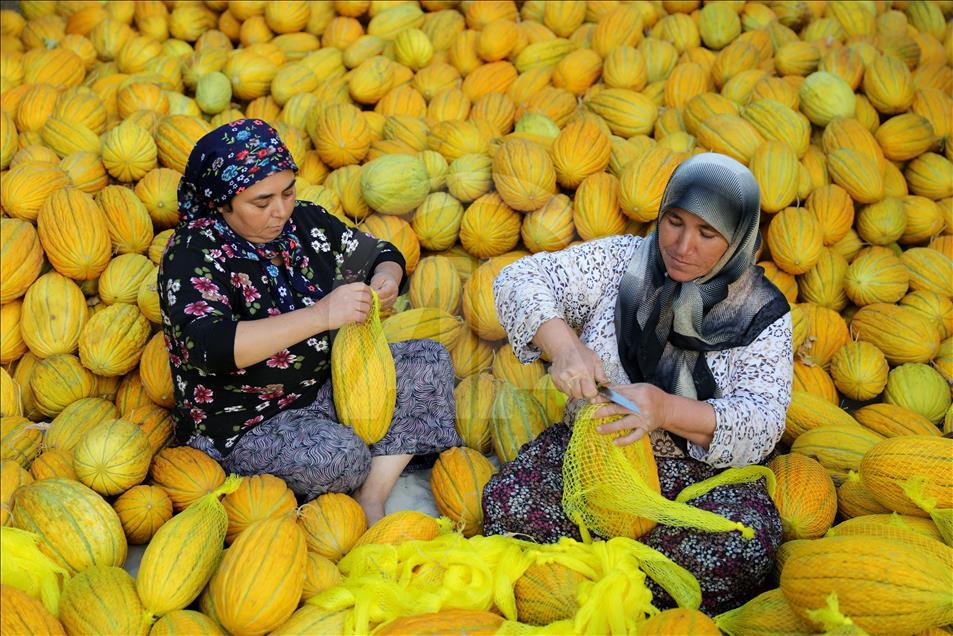 Kirkagac melons' process in Manisa province