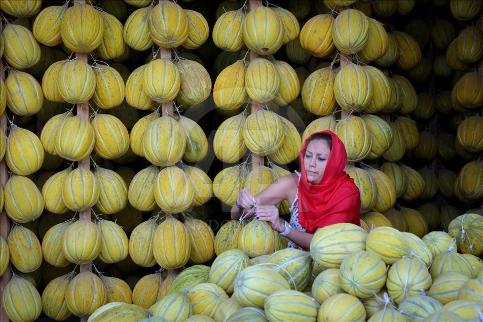 Kirkagac melons' process in Manisa province