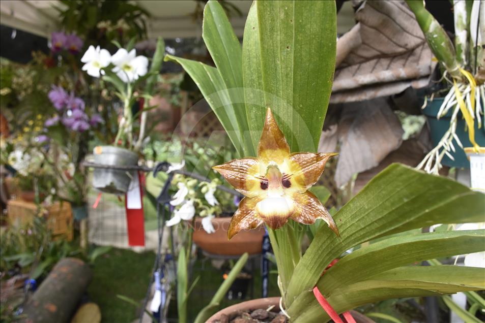 Una exposición de orquídeas llena de matices - Agencia Anadolu