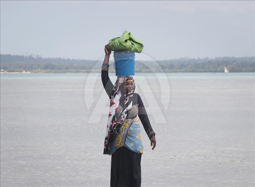 Doğası zengin, halkı yoksul ada: Zanzibar