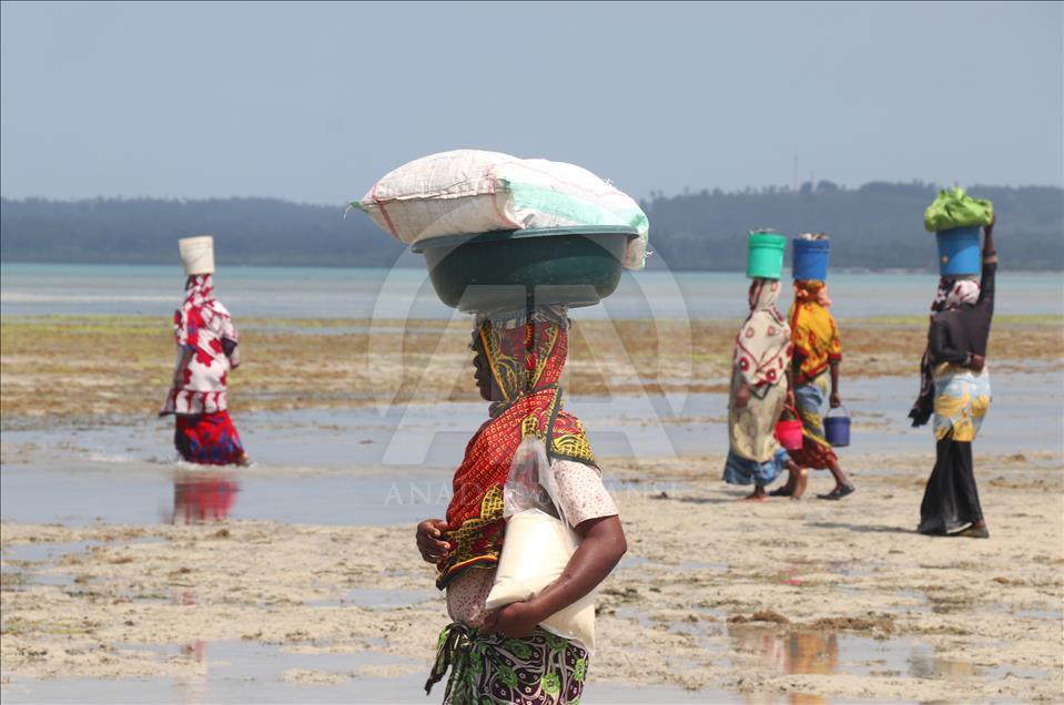 Doğası zengin, halkı yoksul ada: Zanzibar