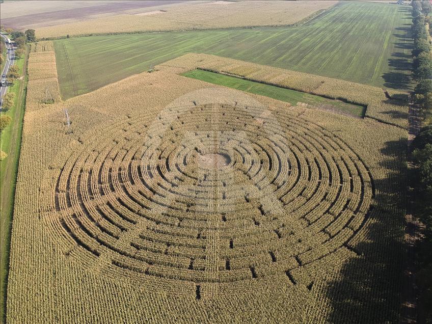 Ladang jagung yang menjadi labirin di Polandia  