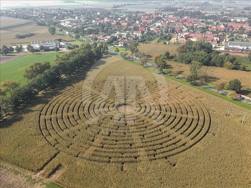 Ladang jagung yang menjadi labirin di Polandia  