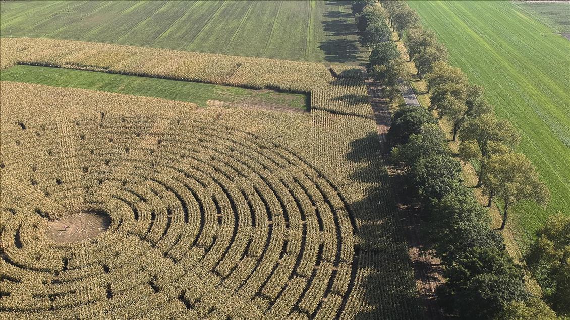 Ladang jagung yang menjadi labirin di Polandia  