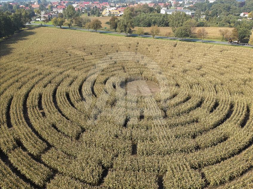 Ladang jagung yang menjadi labirin di Polandia  
