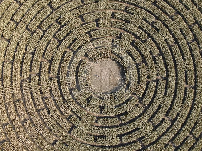 Ladang jagung yang menjadi labirin di Polandia  