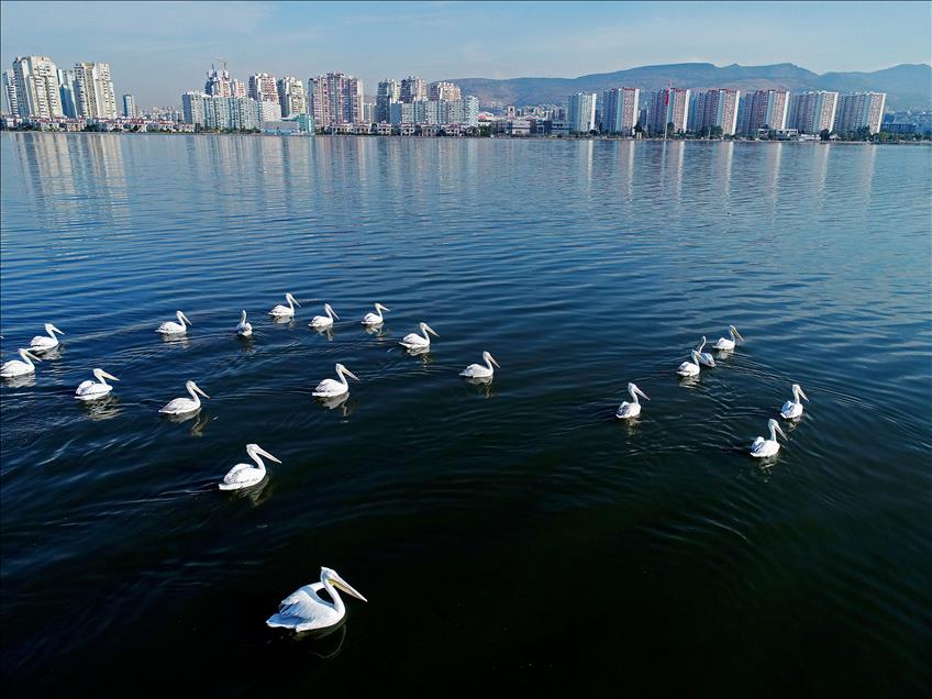 İzmir'in "şehirli" kuşları