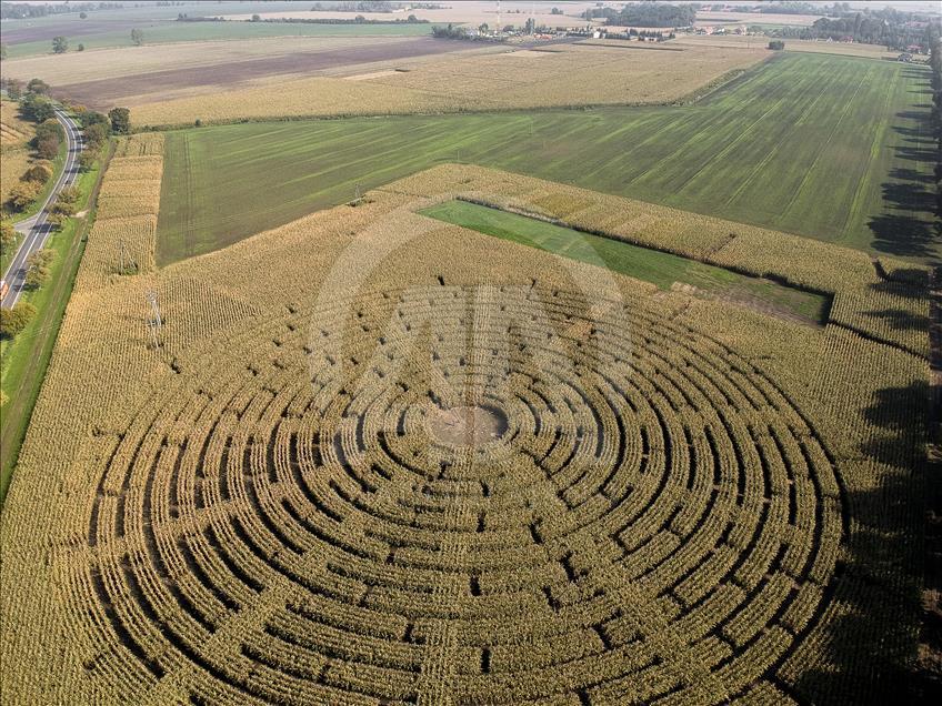 Ladang jagung yang menjadi labirin di Polandia  