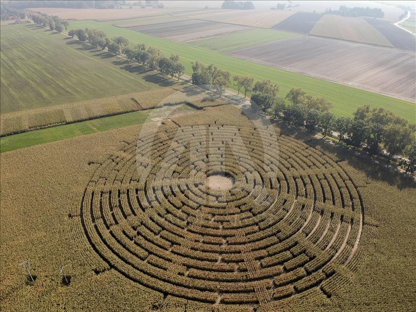 Ladang jagung yang menjadi labirin di Polandia  