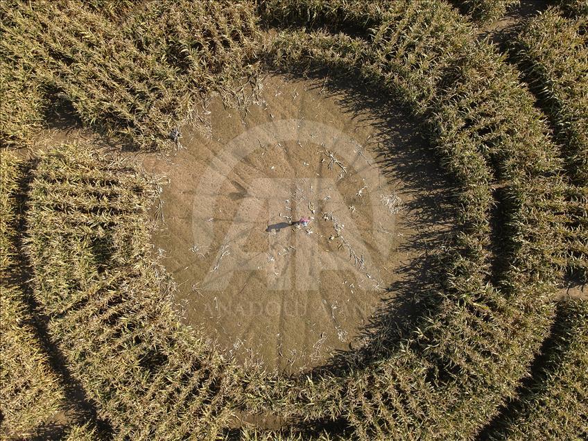 Ladang jagung yang menjadi labirin di Polandia  