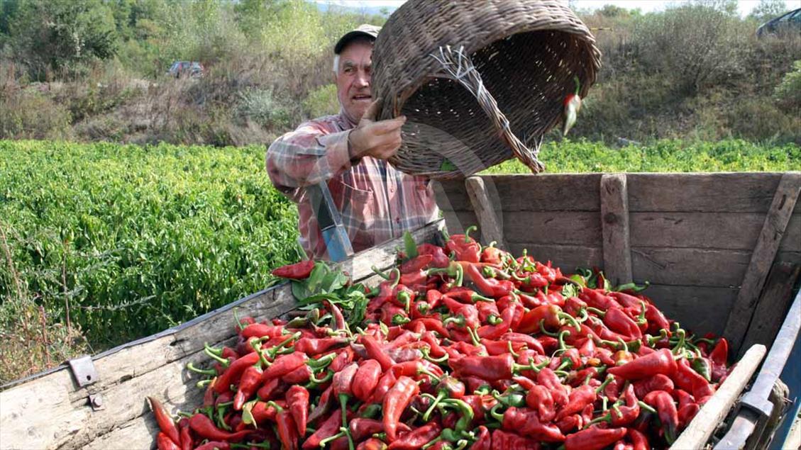 Los cultivos de páprika en Serbia
